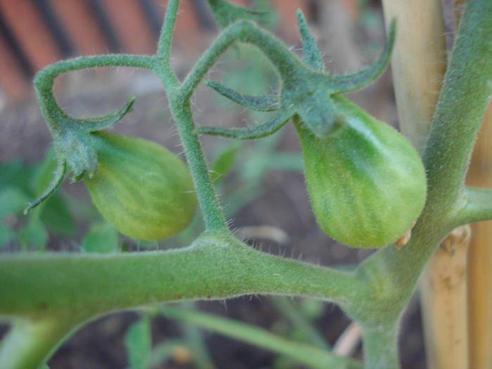 Tomato Yellow Pear (2009, June 14) - Tomato Yellow Pear