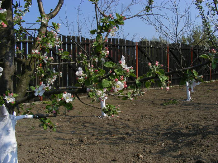 2009_04120077 - Aprilie 2009