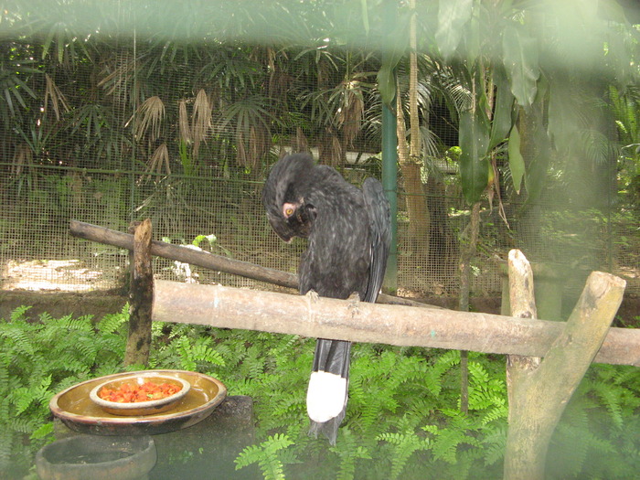 IMG_0068 - 2_1 - Kuala Lumpur Bird Park