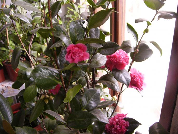 camelia japonica