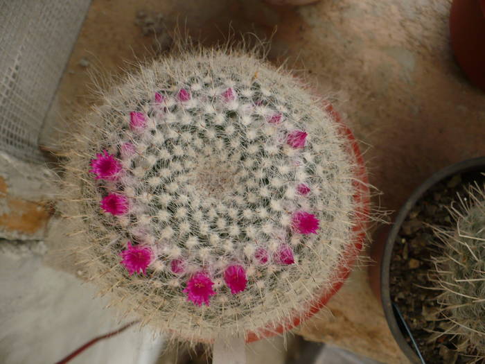 Mamillaria hahniana flori - Cactusi 2009