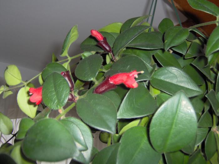 aeschynanthus