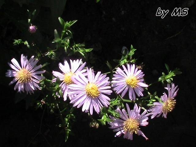 aster - Aster alpinus-Dunkle Schone-albastru inchis