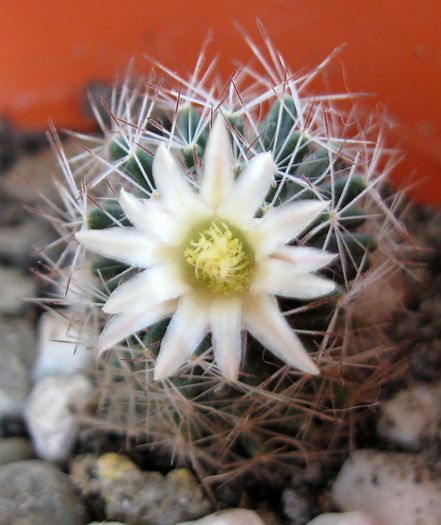 Mammillaria picta-floare de Pasti 2009 - Mammillaria