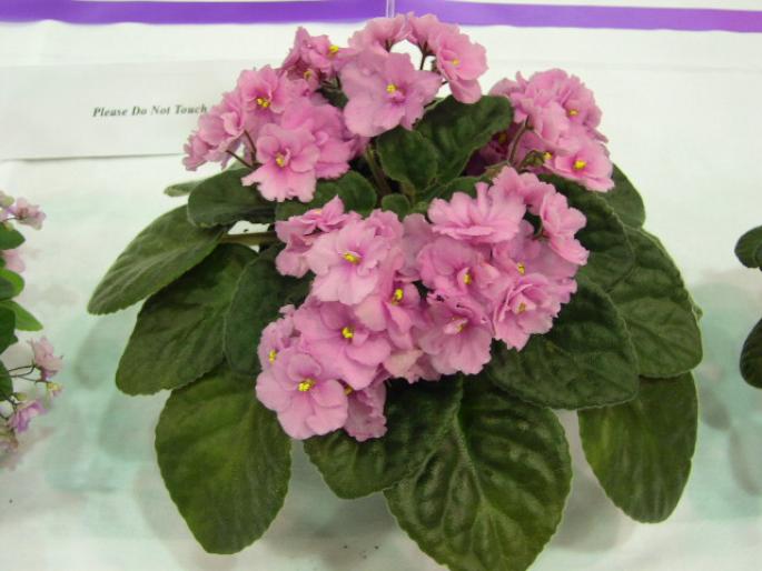 Jean_2005avsa_2 - violete de pe net