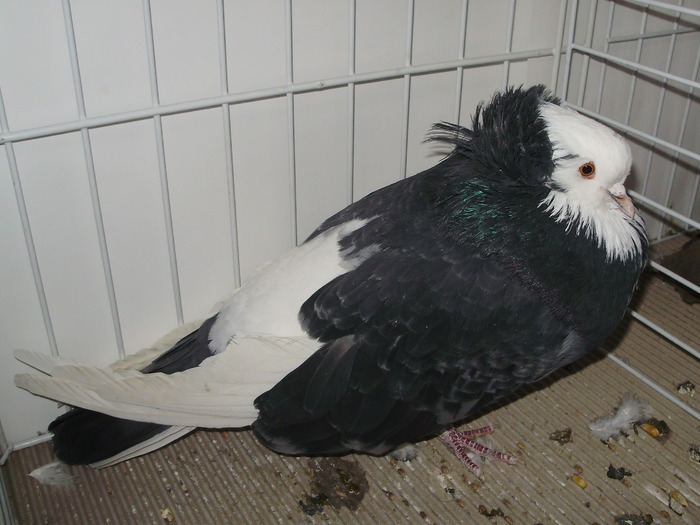 salonta 2