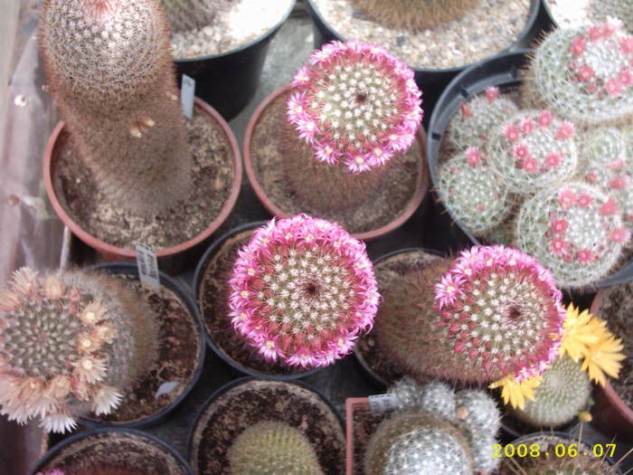 28-Mammillarii - cactusi
