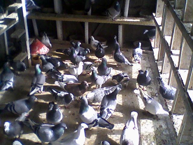 Fotografii-0033Wgja - Copy (2) - Porumbeii mei calatori