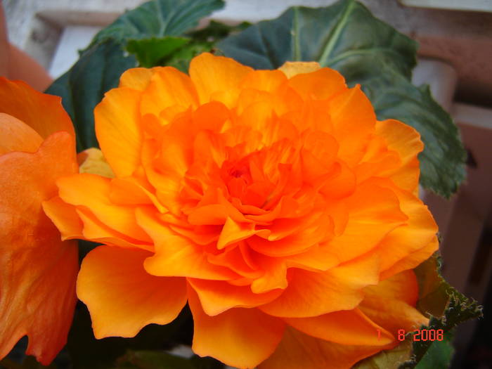 DSC02261 - flori