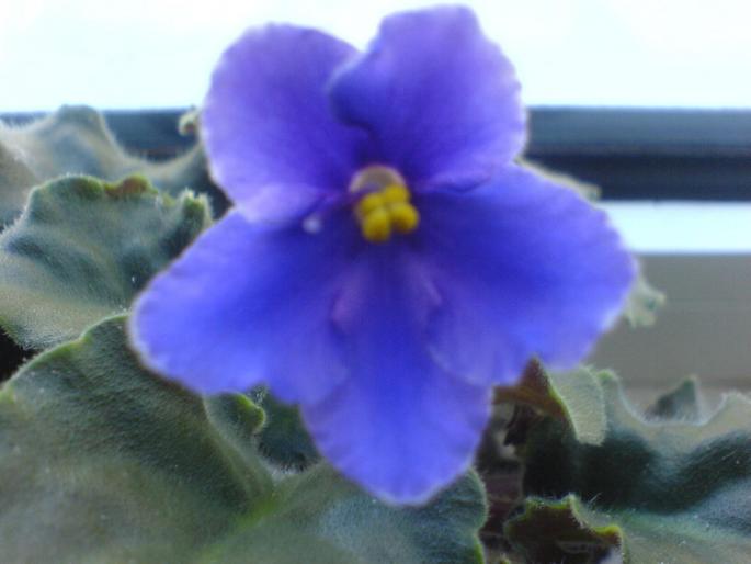 floare violeta