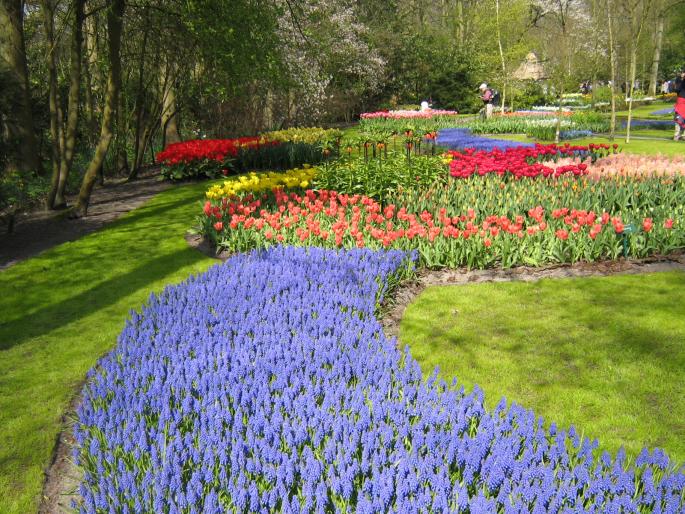 IMG_3453 - KEUKENHOF-OLANDA