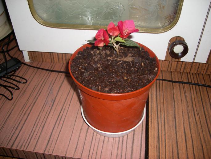 Flori 2008 