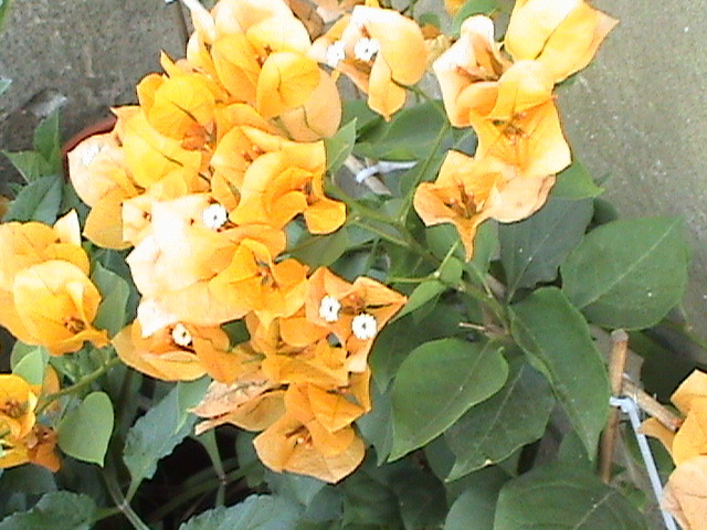 bougainvilea