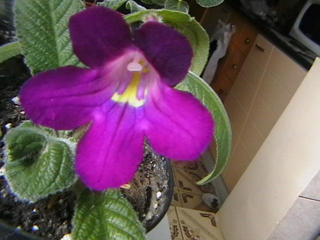 11.02 - streptocarpus 2009