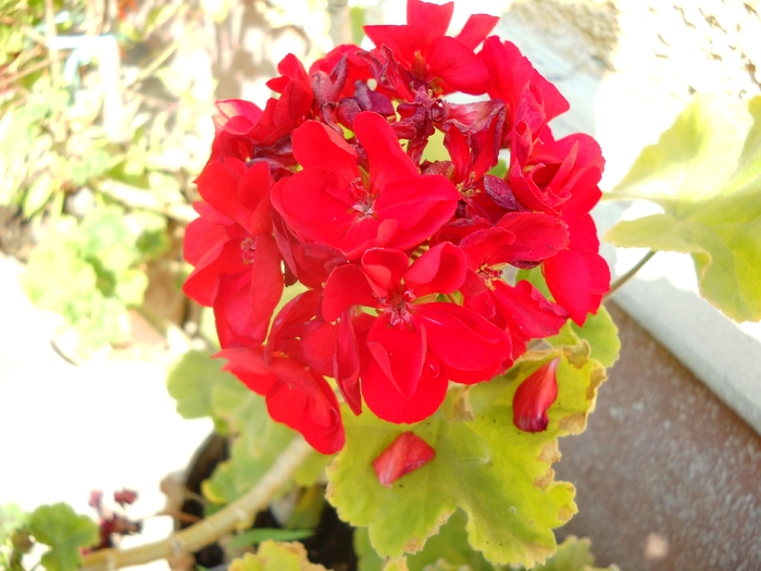 Picture 064 - flori dragute