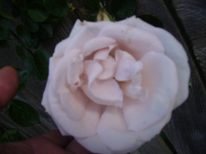 IMG_0783 - trandafirii