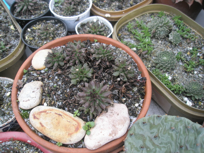 Sempervivum odytii - 17.01 - plante de exterior - 2009 - 2010