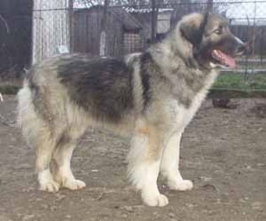 dumitrita%205%20m