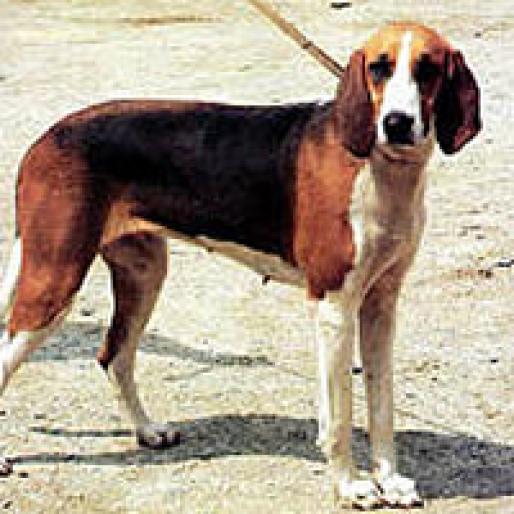 POITEVIN - RASE CAINI