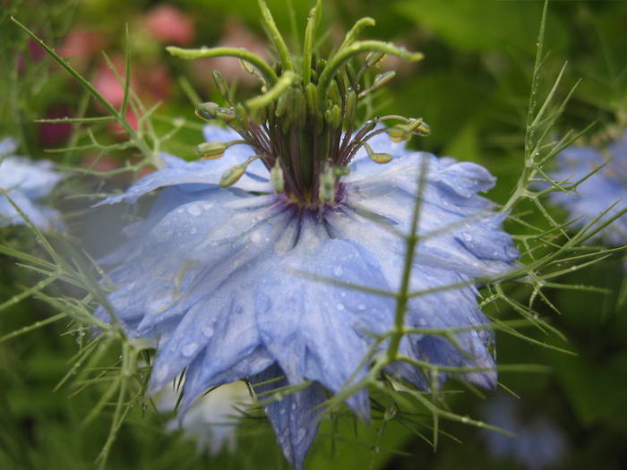 Floare albastra - Flori de gradina