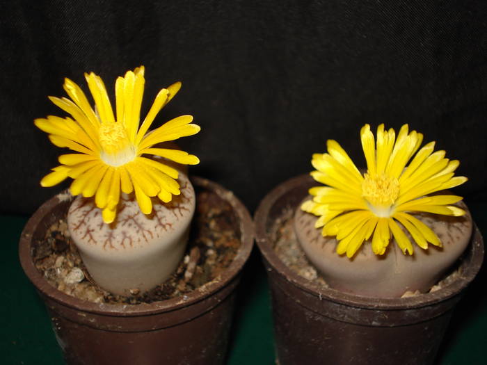 Lithops