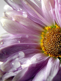 sgd1138580680.4652 - Mobile Wallpapers