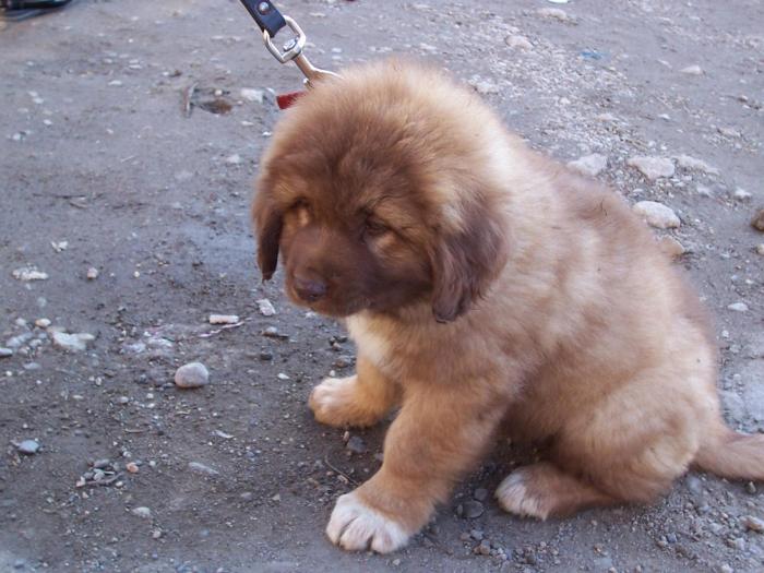 mititel trist - animale