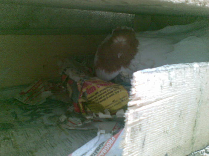 mascul pe cuib - pasari 2009