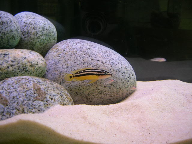 DSCN1242 - African Cichlid