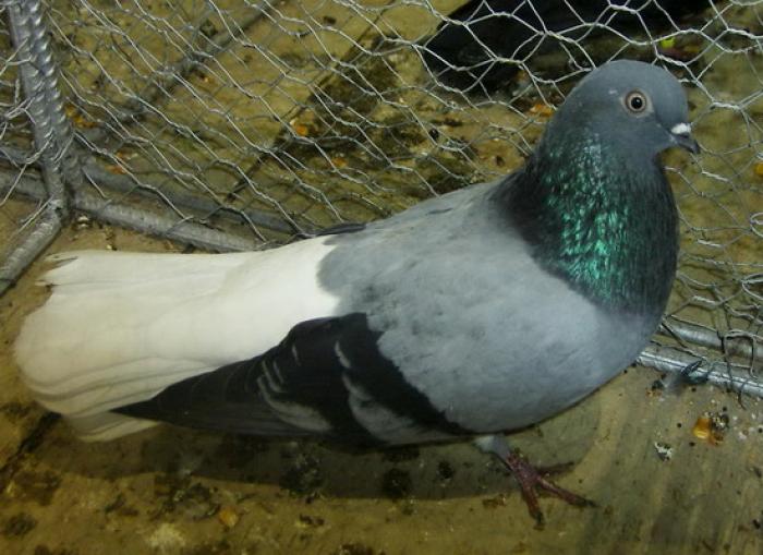 white-tail dominant(Vioriu codalb) - Culorile Porumbeilor NET