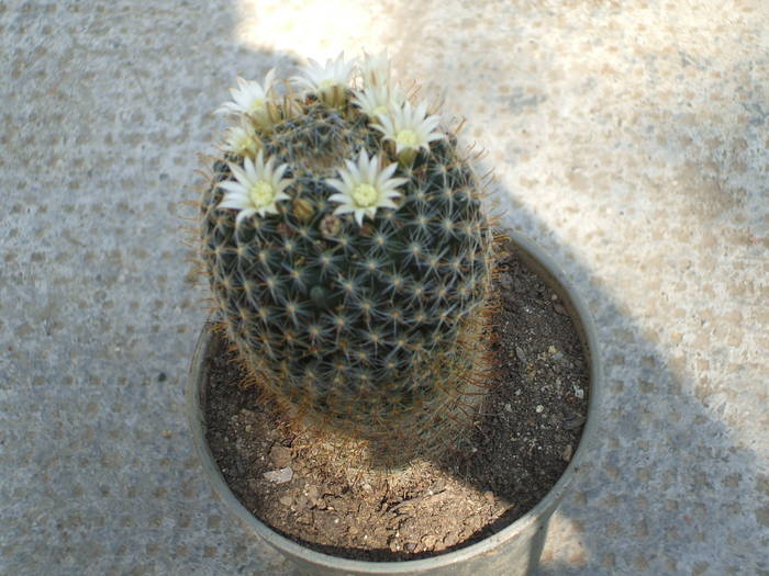 Mammilaria painterii - colectia mea de cactusi
