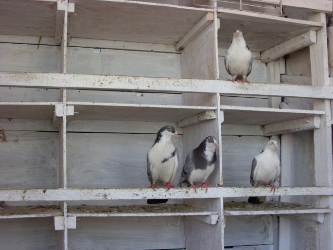 SN851812 - poze zburatorii