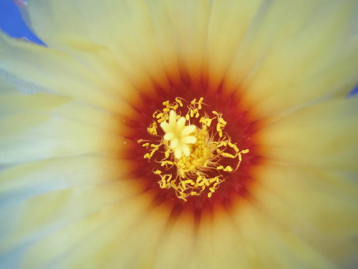 Astrophytum capricorne - floare - Astrophytum