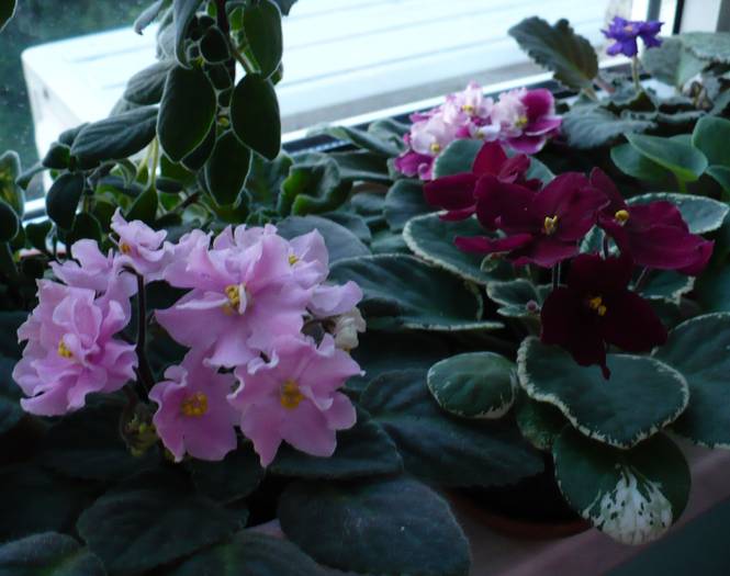 P1120841 - Saintpaulia - violete de camera