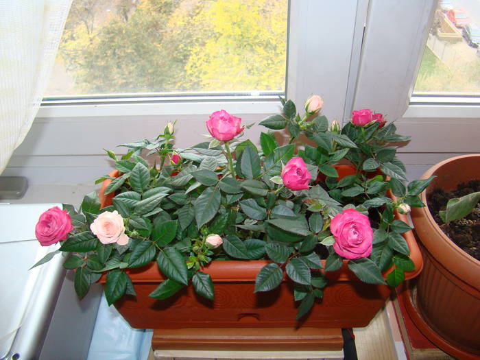Trandafirasi 1 09.2008 - Rosa 2008