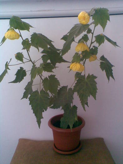 abutilon galben; Multumesc Valentina!
