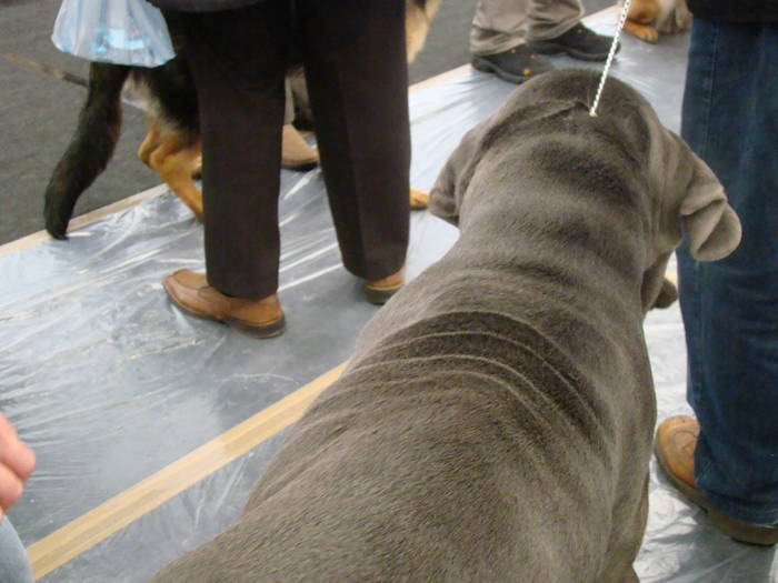 Picture 127 - Expo CACIB Cluj Napoca 15 11 2008