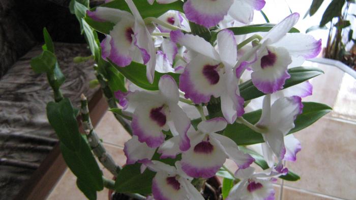 IMG_2299 - Orhideele in 2009