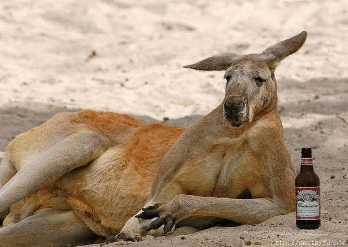 10 - funny animals