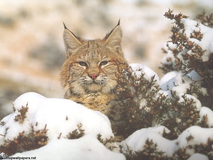 bobcat01_1024x768 - Animale