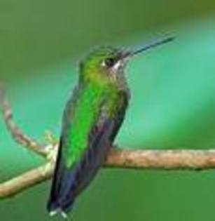 wewe - pasari colibri