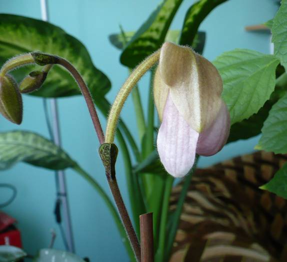 boboci Paphiopedilum - Orhidee