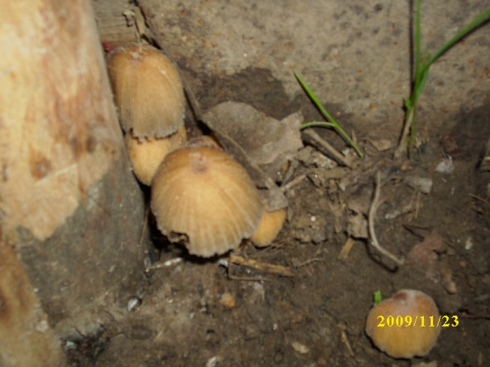 DSCI2691 - bureti si ciuperci