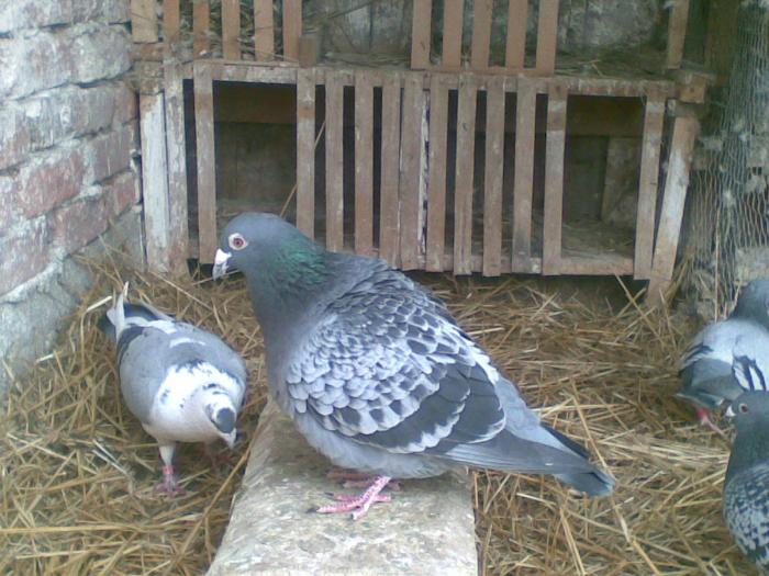 ghjgvk - Porumbei voiajori