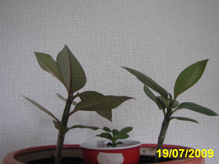 Plumerii si Adenium 19 iul 2009