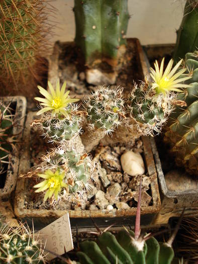Turbinicarpus - Cactusi