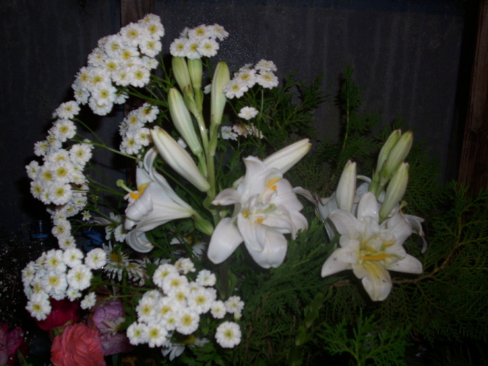 DSCI0422 - flori din gradina mea