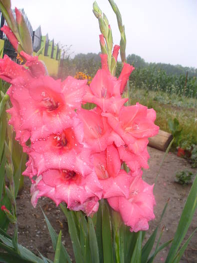 2 - gladiole 50 culori- bulbii de vanzare