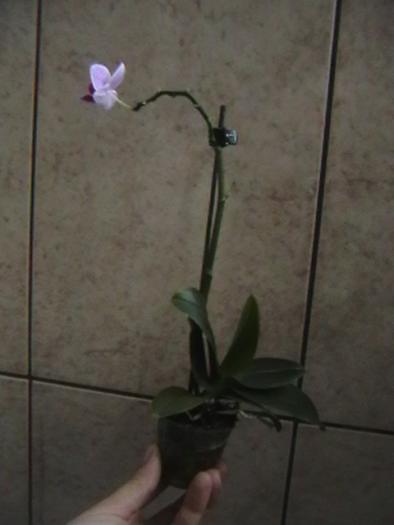 14.01 - orhidee 2009