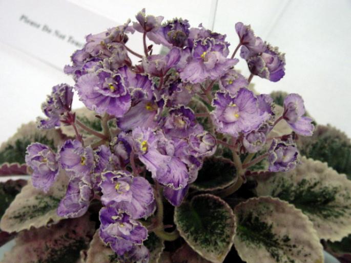 buckeye_loves_caress_2005avsa_3 - violete de pe net